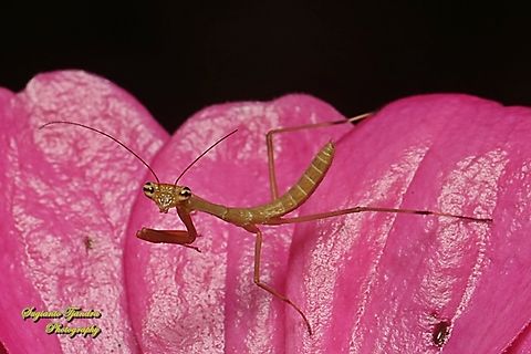 Brown tiny praying mantis nymph  Fall,Geotagged,Indonesia