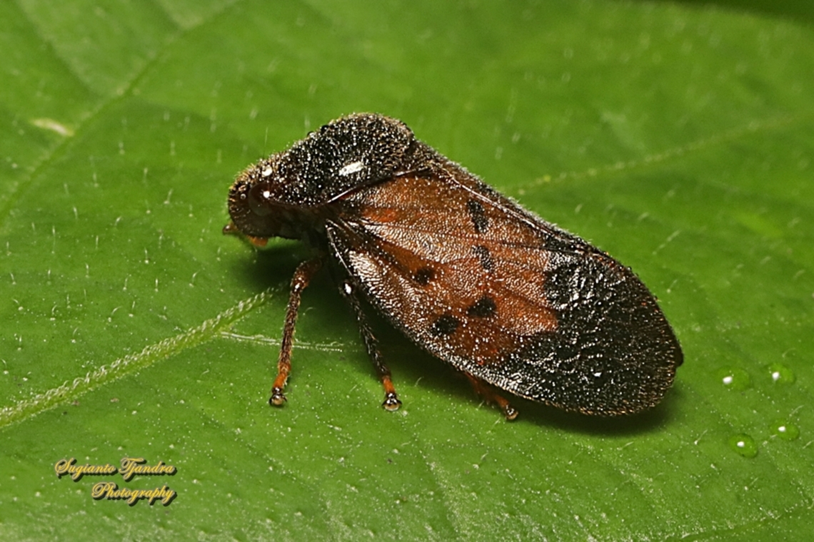 Brown Froghopper (Cercopidae)  Fall,Geotagged,Indonesia