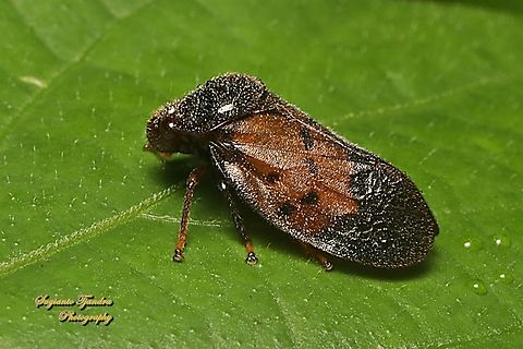 Brown Froghopper (Cercopidae)  Fall,Geotagged,Indonesia