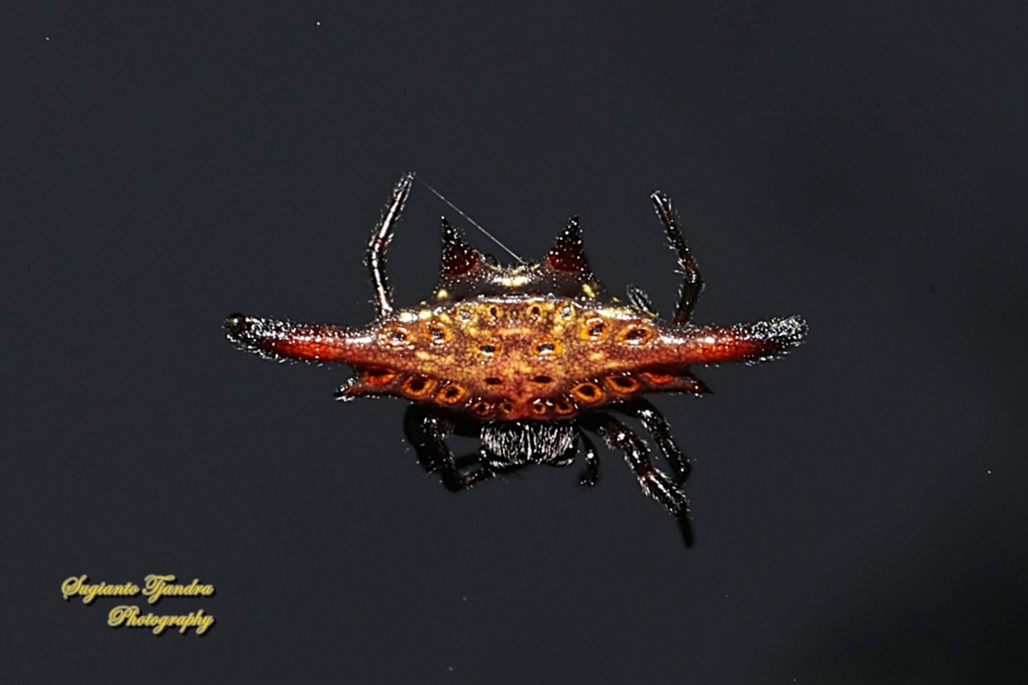 Parallel-spined Spiny orb-weaver spider, Gasteracantha diardi  Gasteracantha diardi,Geotagged,Indonesia,Parallel-spined Spiny Orbweaver,Winter