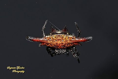 Parallel-spined Spiny orb-weaver spider, Gasteracantha diardi  Gasteracantha diardi,Geotagged,Indonesia,Parallel-spined Spiny Orbweaver,Winter