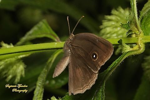 Dark-brand bush brown, Mycalesis mineus (???) "flying off"  Fall,Geotagged,Indonesia