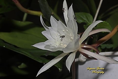 Stingless honey bees (Meliponini) "looking for nectar on the Wijaya Kusuma flower  (Queen of the night), Epiphyllum oxypetalum"  Geotagged,Indonesia,Winter