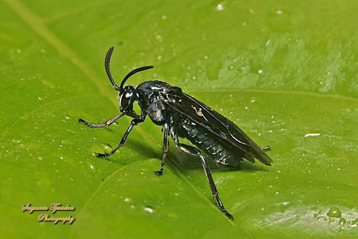 Azalea Argid Sawfly, Arge similis  Arge similis,Fall,Geotagged,Indonesia