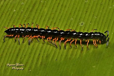 The garden millipede (greenhouse millipede), Oxidus gracilis  Geotagged,Indonesia,Winter