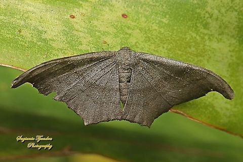 Black looper moth, Hyposidra talaca, family Geometridae  Black Looper,Geotagged,Hyposidra talaca,Indonesia,Winter