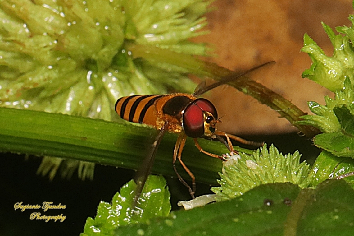 Black-banded Hoverfly, Asarkina Sp. family Syrphidae  Fall,Geotagged,Indonesia