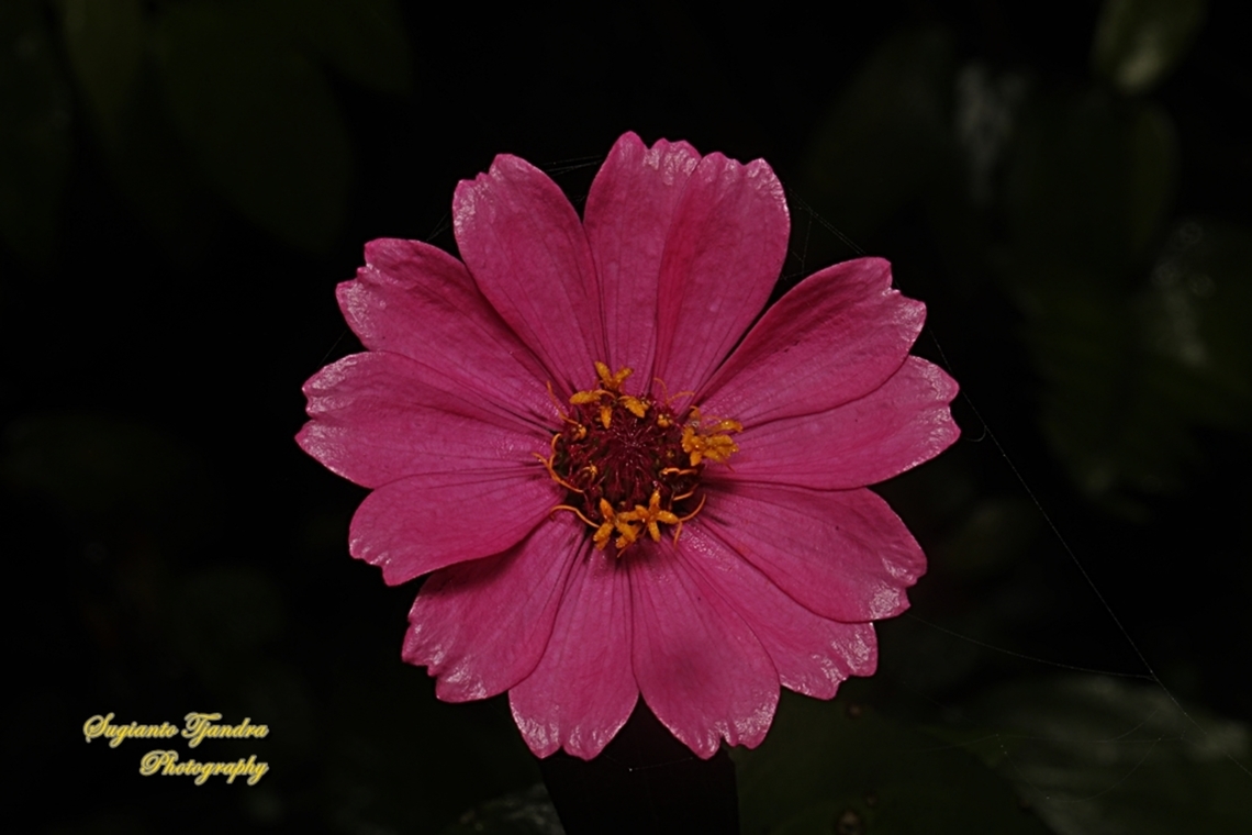 Pink Zinnia flower, Zinnia elegans  Elegant Zinnia,Geotagged,Indonesia,Winter,Zinnia elegans