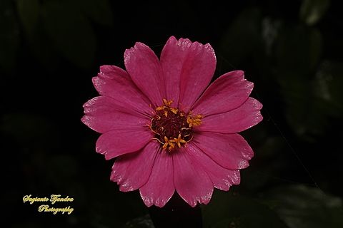Pink Zinnia flower, Zinnia elegans  Elegant Zinnia,Geotagged,Indonesia,Winter,Zinnia elegans