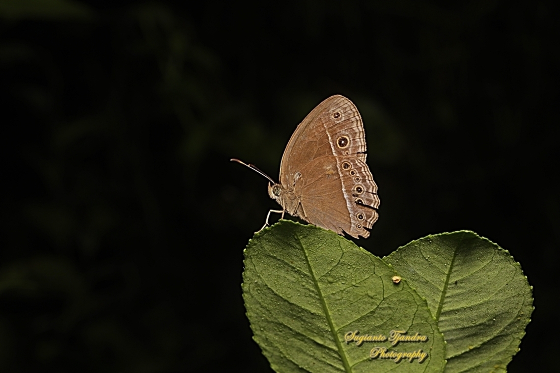 Horsfield's bush brown Butterfly (Mycalesis horsfieldi)  Geotagged,Horsfield's Bushbrown,Indonesia,Mycalesis horsfieldi,Winter