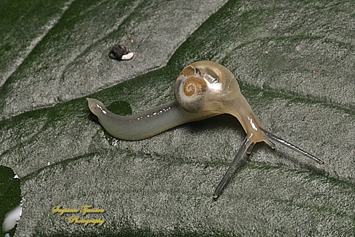 Soft shell garden snail  Geotagged,Indonesia,Winter