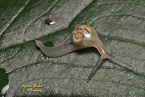 Soft shell garden snail  Geotagged,Indonesia,Winter