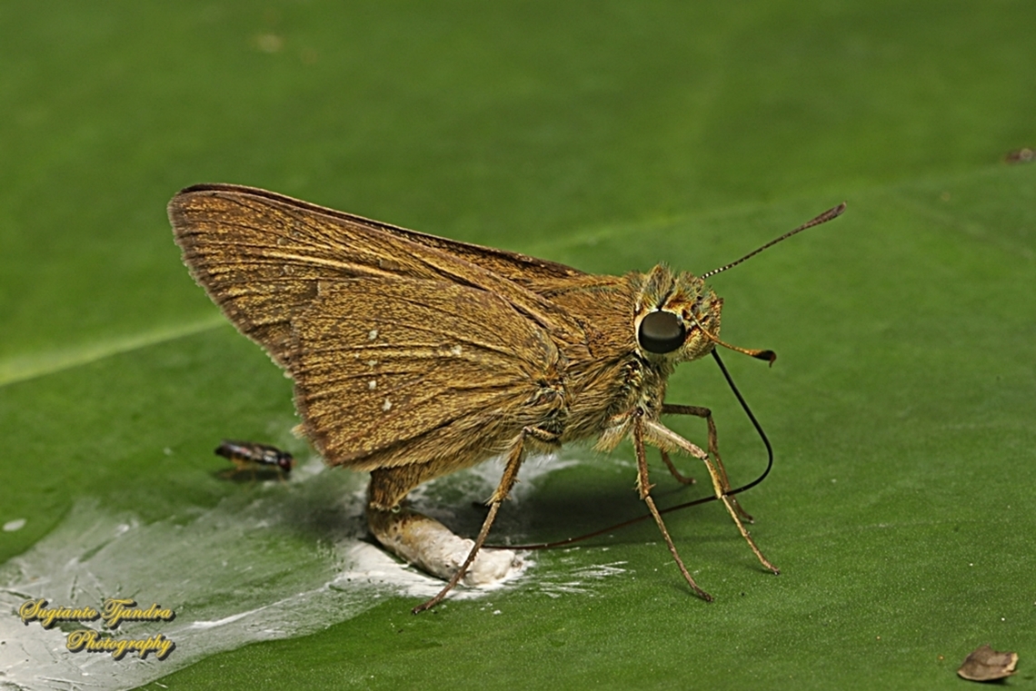 Skipper Butterfly, the small branded swift, Pelopidas mathias, family Hesperiidae  Dark small-branded swift,Geotagged,Indonesia,Pelopidas mathias,Winter