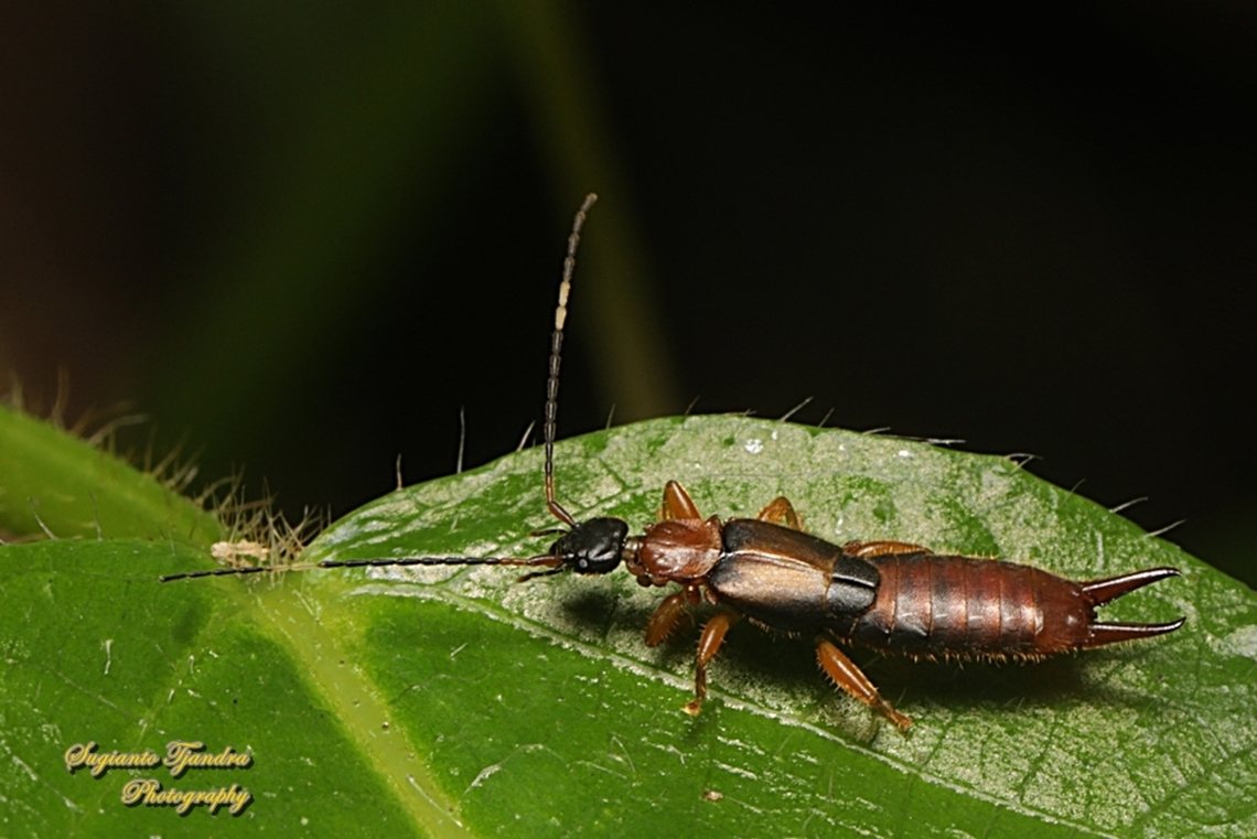 Common Earwig, Dermaptera  Geotagged,Indonesia,Winter