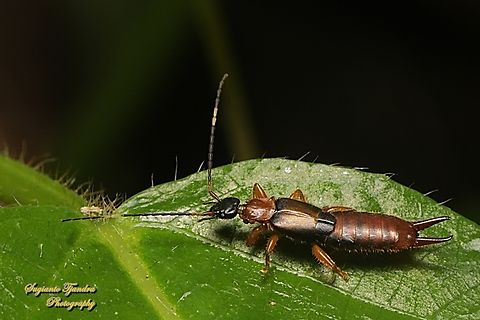 Common Earwig, Dermaptera  Geotagged,Indonesia,Winter