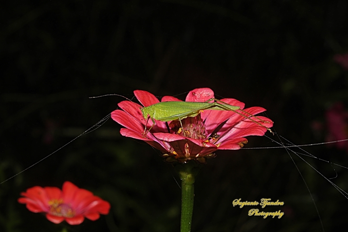 Leaf katydid, subfamily Phaneropterinae, family Tettigoniidae "standing on the Zinnia flower"  Geotagged,Indonesia,Winter