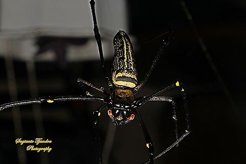 Golden orb-web spider, Nephila Pilipes  Geotagged,Indonesia,Nephila pelipes,Nephila pilipes,Winter