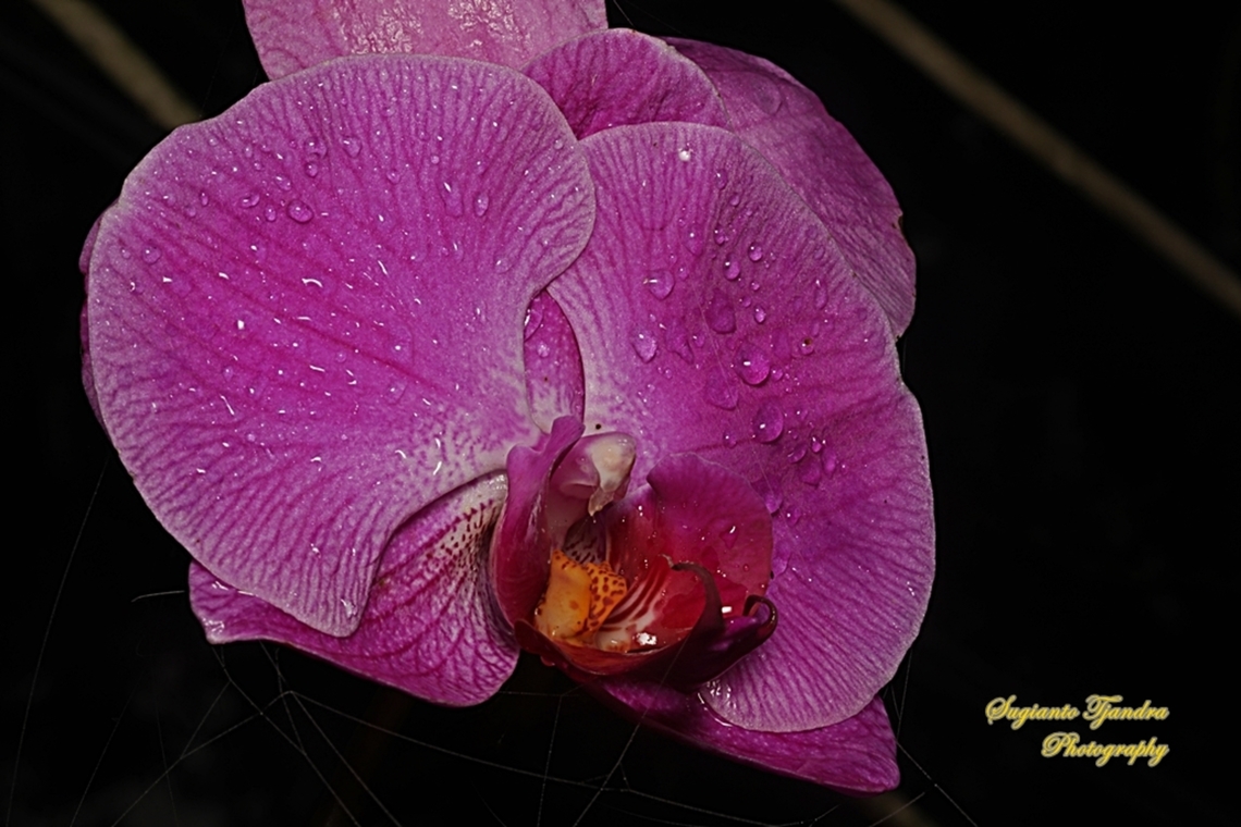 Orchid flower, Phaleonopsis (family Orchidaceae)  Geotagged,Indonesia,Winter