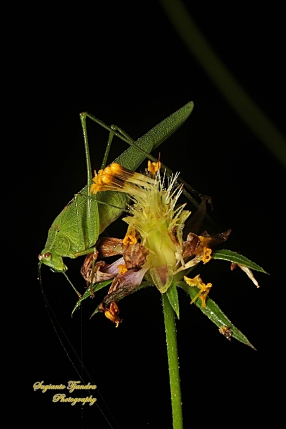 Leaf katydid, subfamily Phaneropterinae, family Tettigoniidae  Geotagged,Indonesia,Winter