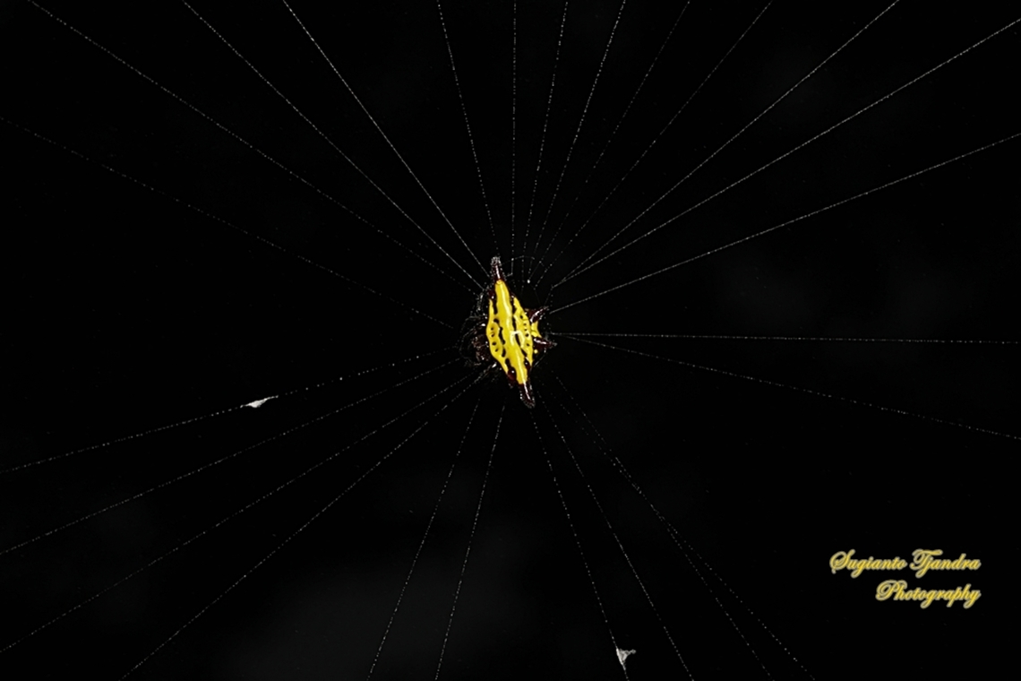 Spiny Back Orb Weaver Spider (Gasteracantha diadesmia)  Gasteracantha diadesmia,Geotagged,Indonesia,Winter