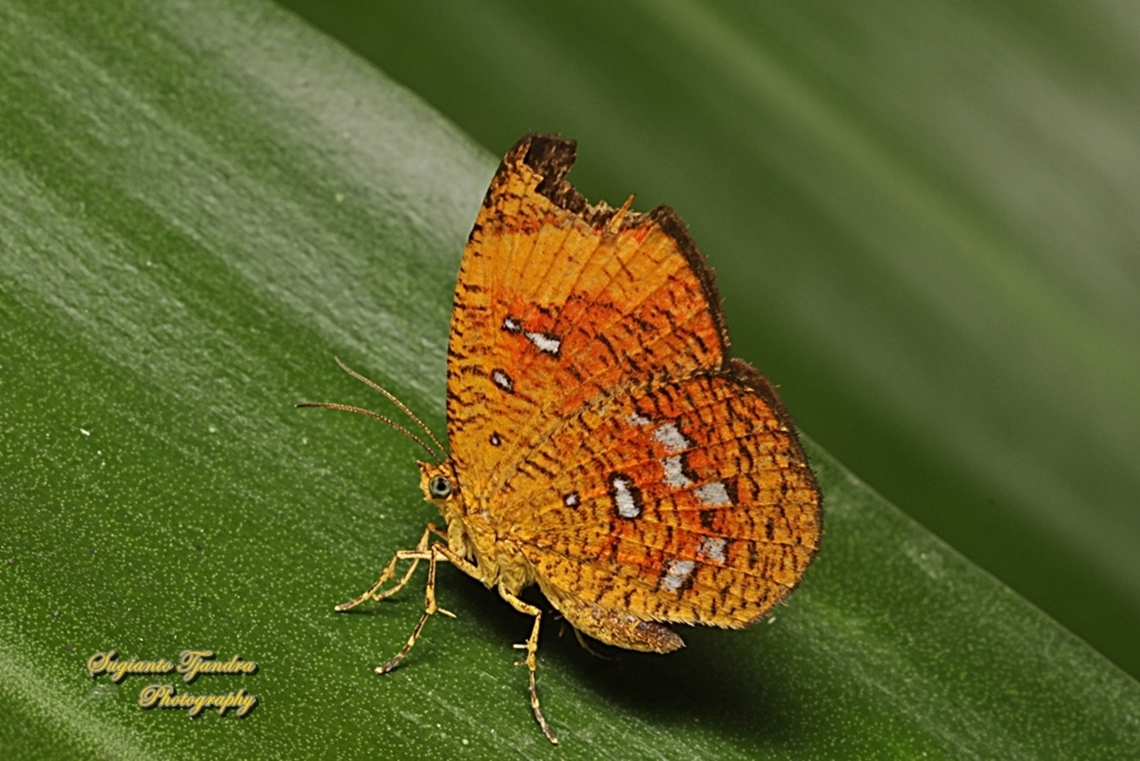 Callidula Moth, Callidula sakuni sakuni (family Callidulidae)  Callidula sakuni,Geotagged,Indonesia,Winter