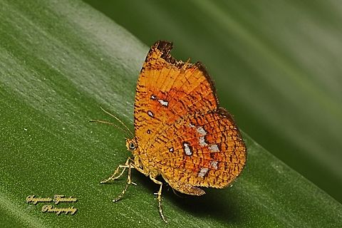 Callidula Moth, Callidula sakuni sakuni (family Callidulidae)  Callidula sakuni,Geotagged,Indonesia,Winter