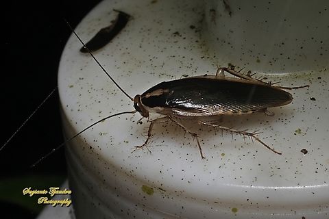 German Cockroach, Blattella germanica (???). family Ectobiidae  Geotagged,Indonesia,Winter
