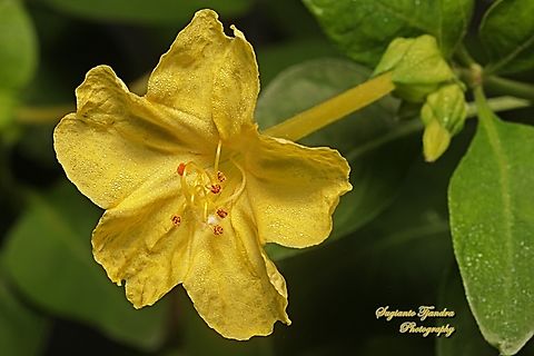 Kembang Pukul 4, Mirabilis Jalapa (Nyctaginaceae)  Geotagged,Indonesia,Marvel of Peru,Mirabilis jalapa,Winter