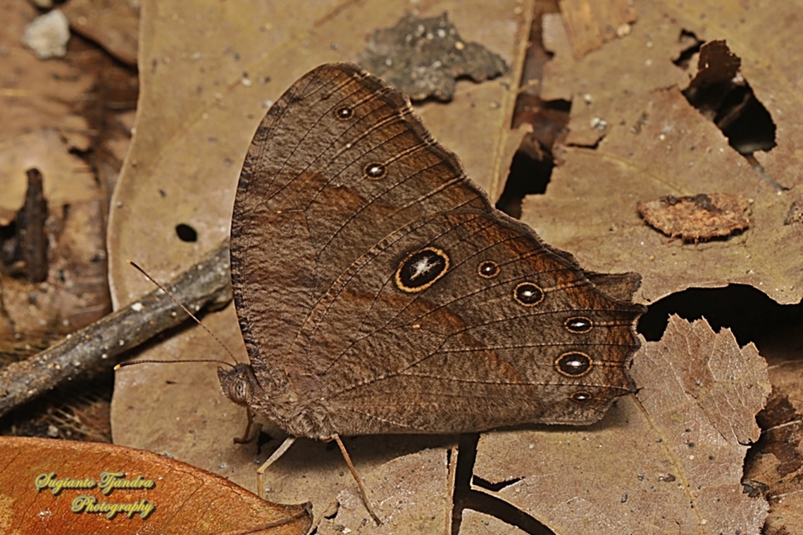 Common evening brown, Melanitis leda lacrima  Common evening brown,Geotagged,Indonesia,Melanitis leda,Winter