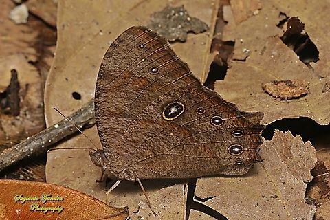 Common evening brown, Melanitis leda lacrima  Common evening brown,Geotagged,Indonesia,Melanitis leda,Winter