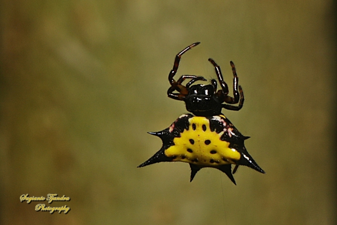 Hasselt's spiny spider, Macracantha haselti, formerly Gasteracantha hasselti, family Araneidae  Geotagged,Hasselt's Spiny Spider,Indonesia,Macracantha hasselti,Winter