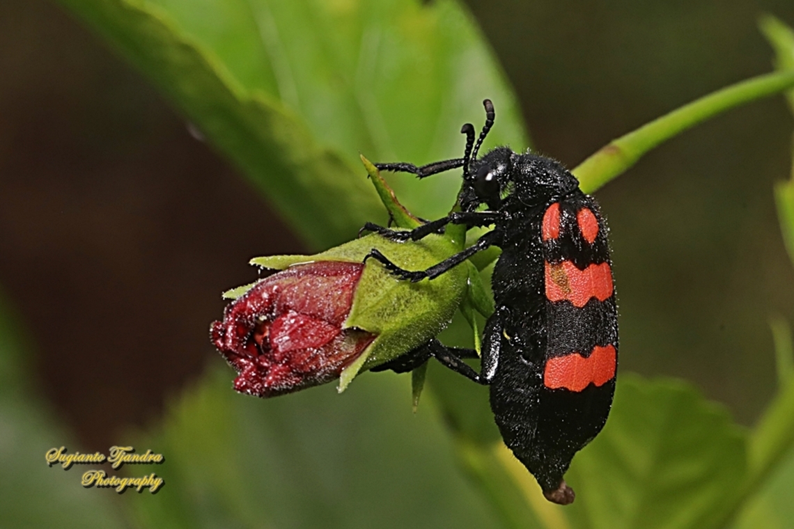 Blister Beetle. Hycleus biundulatus, family Meloidae  Geotagged,Hycleus biundulatus,Indonesia,Winter