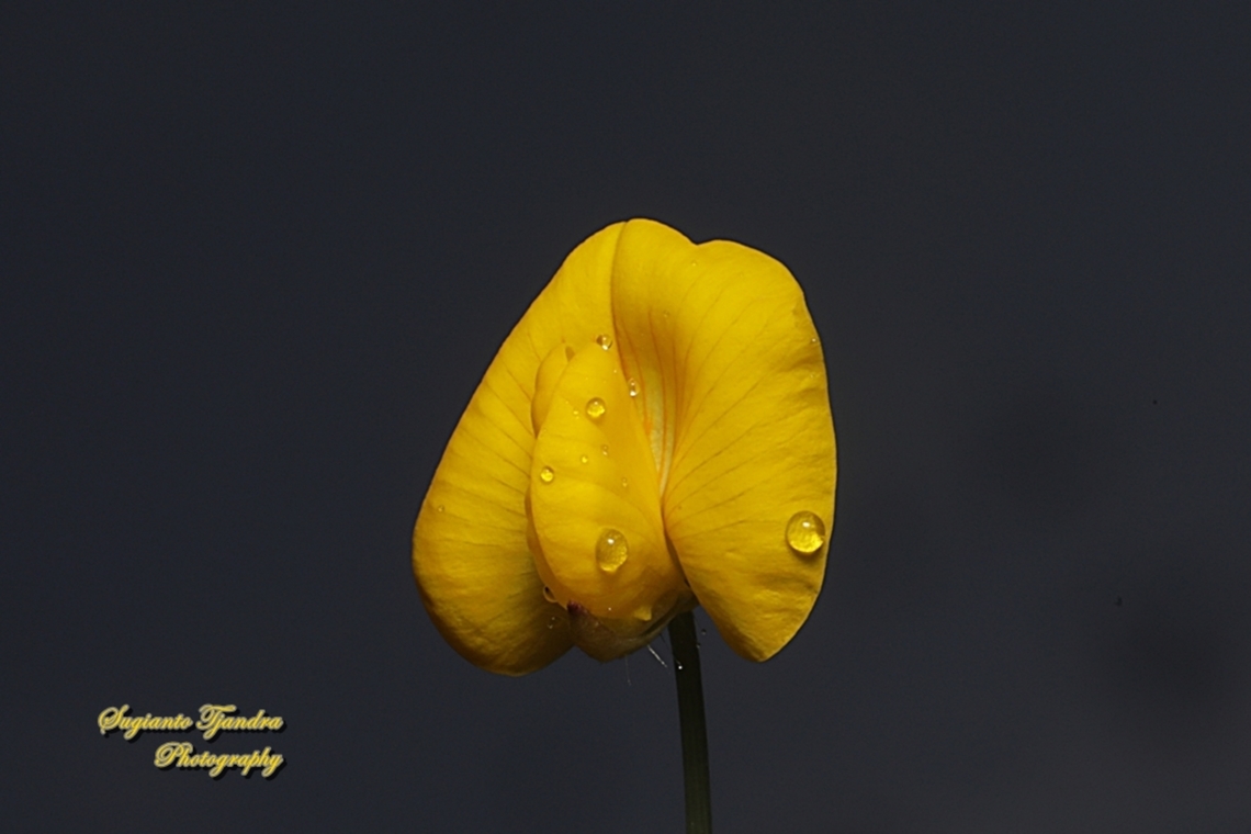 Arachis pintoi flower  Arachis pintoi,Geotagged,Indonesia,Pinto Peanut,Winter