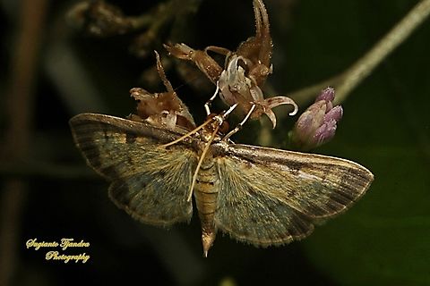 Crambid moth, Herpetogramma Sp., family Crambidae  Geotagged,Indonesia,Winter