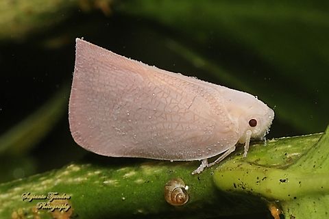 Flatid planthopper, Flatidae  Geotagged,Indonesia,Winter