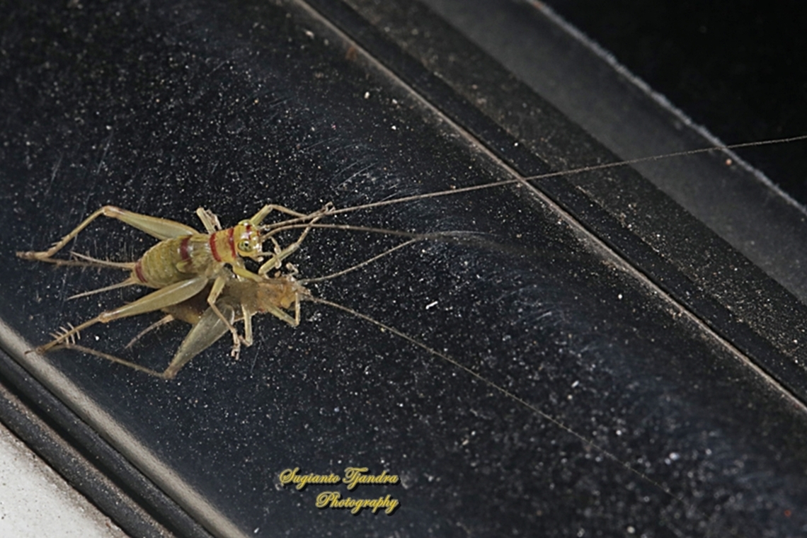 Bush Cricket, Eneopterinae  Geotagged,Indonesia,Winter