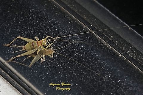 Bush Cricket, Eneopterinae  Geotagged,Indonesia,Winter