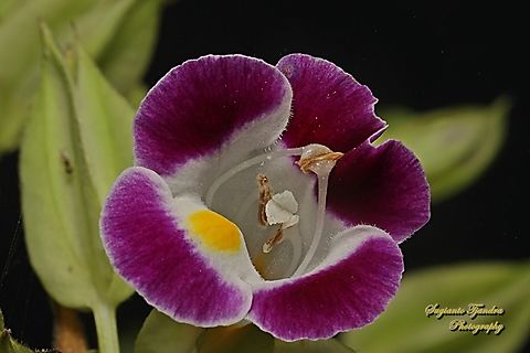 Wishbone flower, Torenia fournieri (family Linderniaceae)  Bluewings,Geotagged,Indonesia,Torenia fournieri,Winter