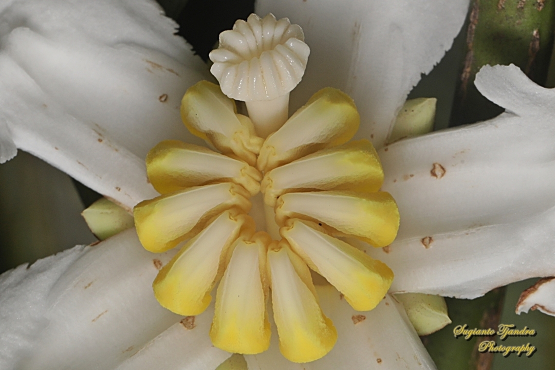 Harendong monyet (jambu tangkalak) flower, Bellucia axinanthera  Bellucia axinanthera,Geotagged,Indonesia,Winter
