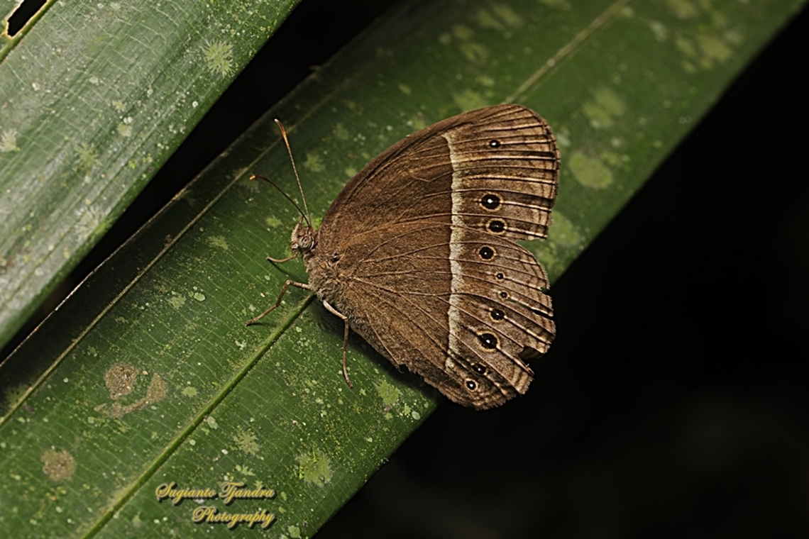 Common bush brown, Telinga janardana janardana (previously is under Mycalesis janardana)  Common Bushbrown,Geotagged,Indonesia,Mycalesis janardana,Winter
