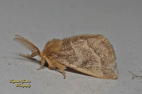 Tussock Moth, Nygmiini, Subfamily Lymantriinae, family Erebidae  Geotagged,Indonesia,Winter