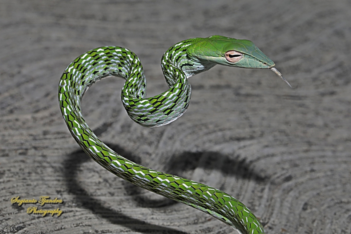 Oriental whip-snake, Ahaetulla prasina, family Colubridae  Ahaetulla prasina,Geotagged,Indonesia,Oriental whipsnake,Winter