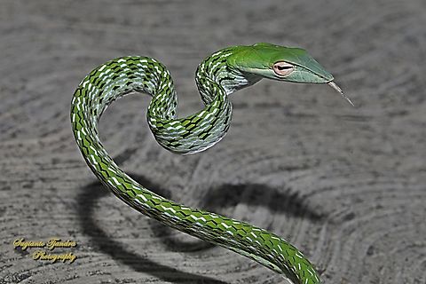 Oriental whip-snake, Ahaetulla prasina, family Colubridae  Ahaetulla prasina,Geotagged,Indonesia,Oriental whipsnake,Winter