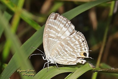 Common cerulean Butterfly, Jamides Celeno ssp ruvana, family Lycaenidae  Common cerulean,Geotagged,Indonesia,Jamides celeno,Winter