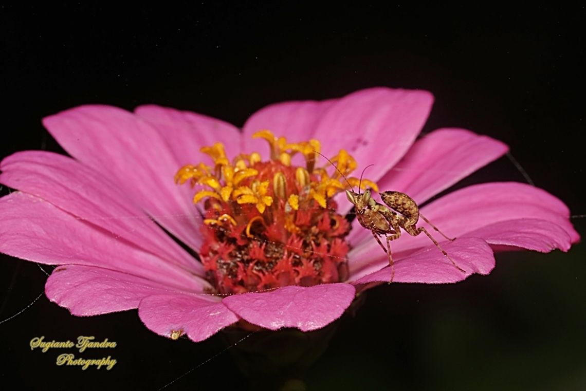 Jeweled Flower mantis Nymph (Creobroter gemmatus) "Standing on the Zinnia flower"  Creobroter gemmatus,Geotagged,Indonesia,Winter