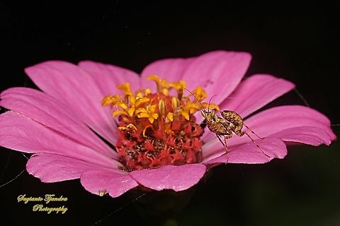 Jeweled Flower mantis Nymph (Creobroter gemmatus) "Standing on the Zinnia flower"  Creobroter gemmatus,Geotagged,Indonesia,Winter