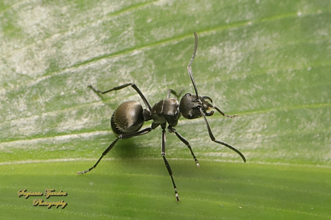 Black Carpenter Ants, Componotus Sp., family Formicidae  Geotagged,Indonesia,Winter