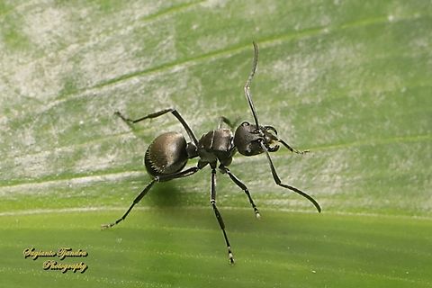 Black Carpenter Ants, Componotus Sp., family Formicidae  Geotagged,Indonesia,Winter