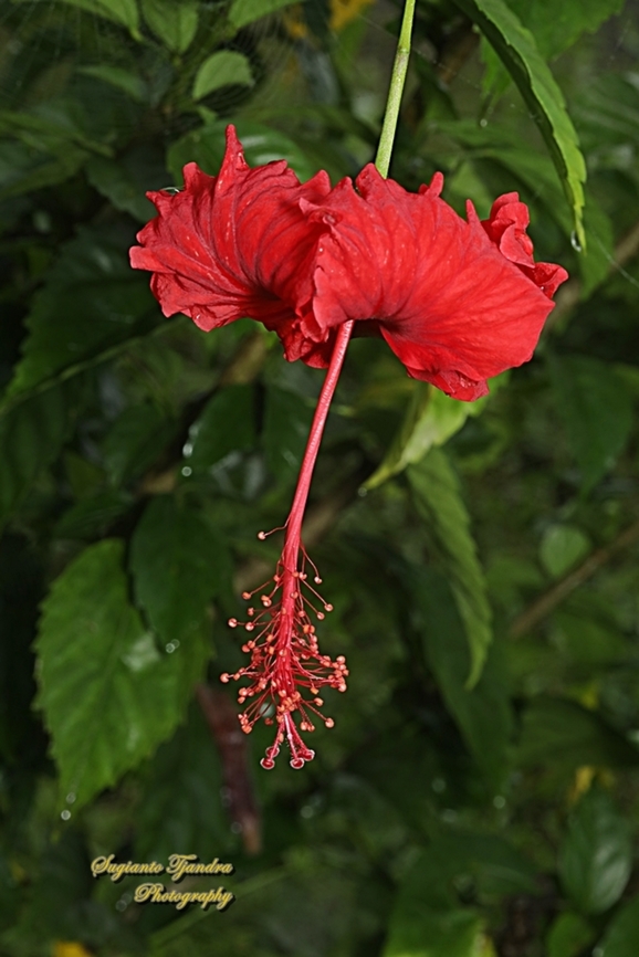 Red Hibiscus flower (Kembang Sepatu), Hibiscus rosa-sinensis  Chinese hibiscus,Geotagged,Hibiscus rosa-sinensis,Indonesia,Winter