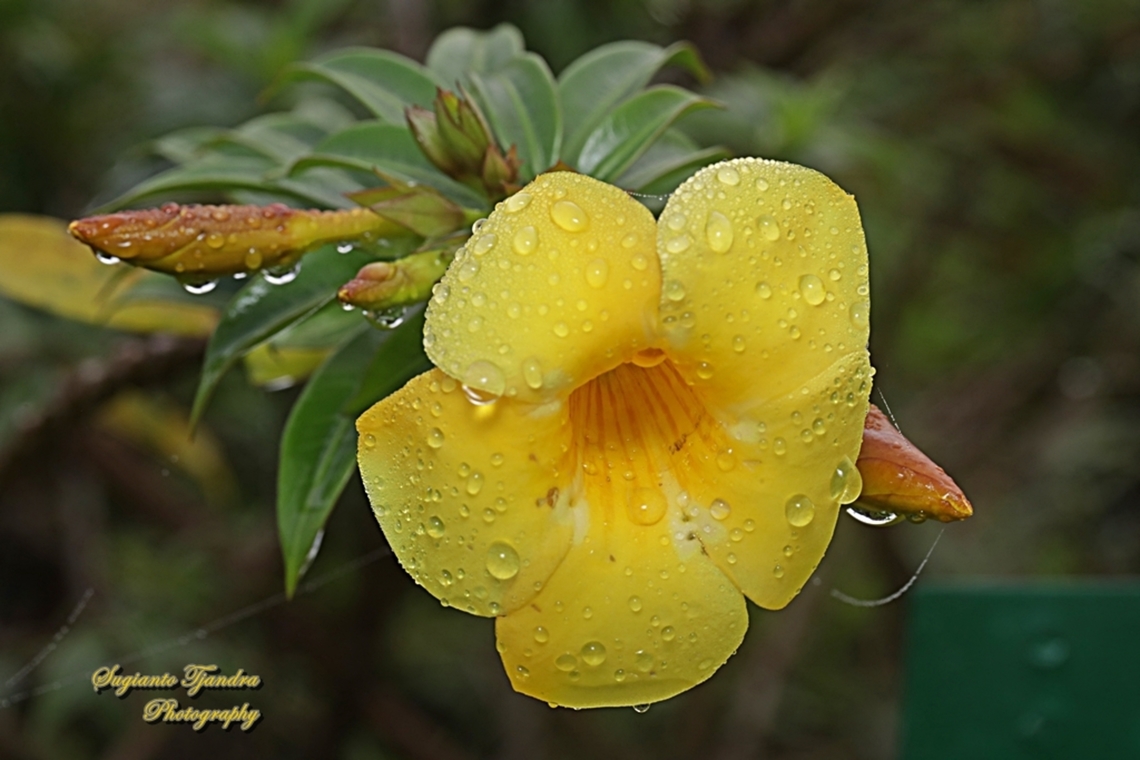 Alamanda flower, Alamanda cathartica, family Apocynaceae  Alamanda cathartica,Allamanda cathartica,Geotagged,Indonesia,Winter